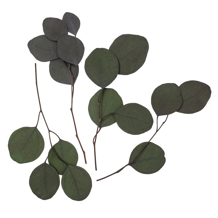 Stabilizirani eukaliptus - zeleni / 4 stabljike, 20 cm