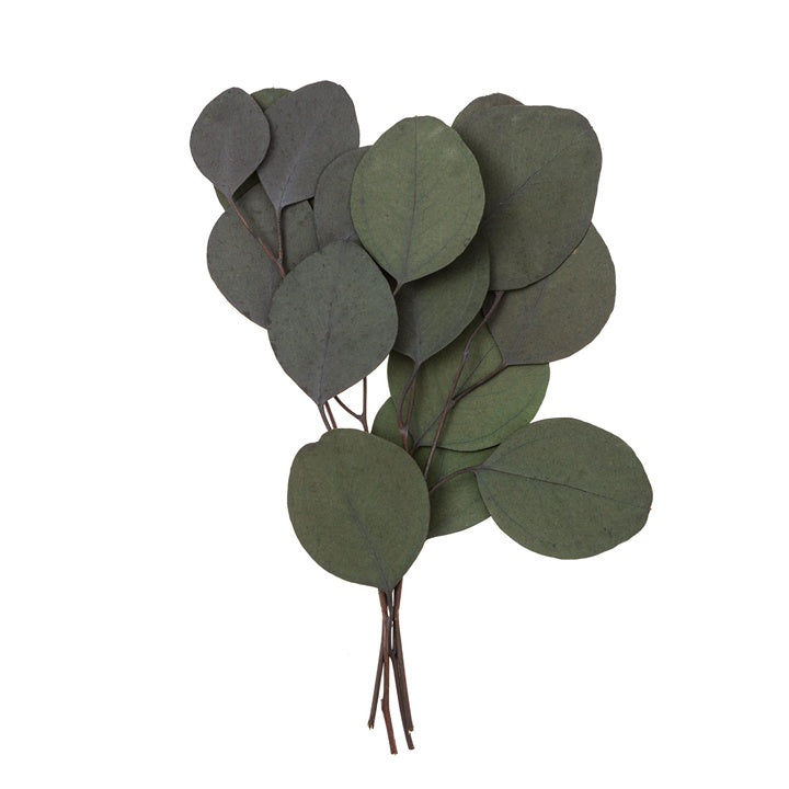 Stabilizirani eukaliptus - zeleni / 4 stabljike, 20 cm