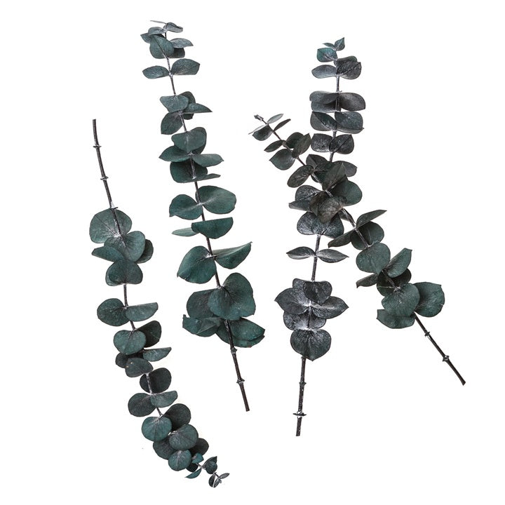 Stabilizirani eukaliptus Baby Blue / 4 stabljike, zelene, 20 cm